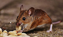 24 Hour & Emergency Exterminators in Lemoore Naval Air Station, CA